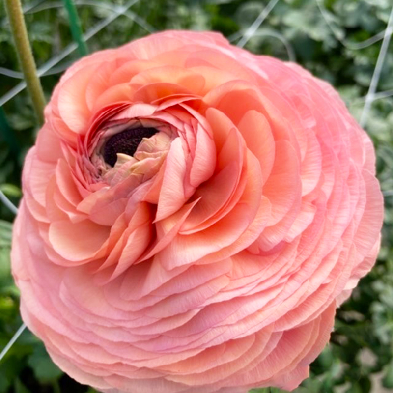 Elegance Salmone 605A2