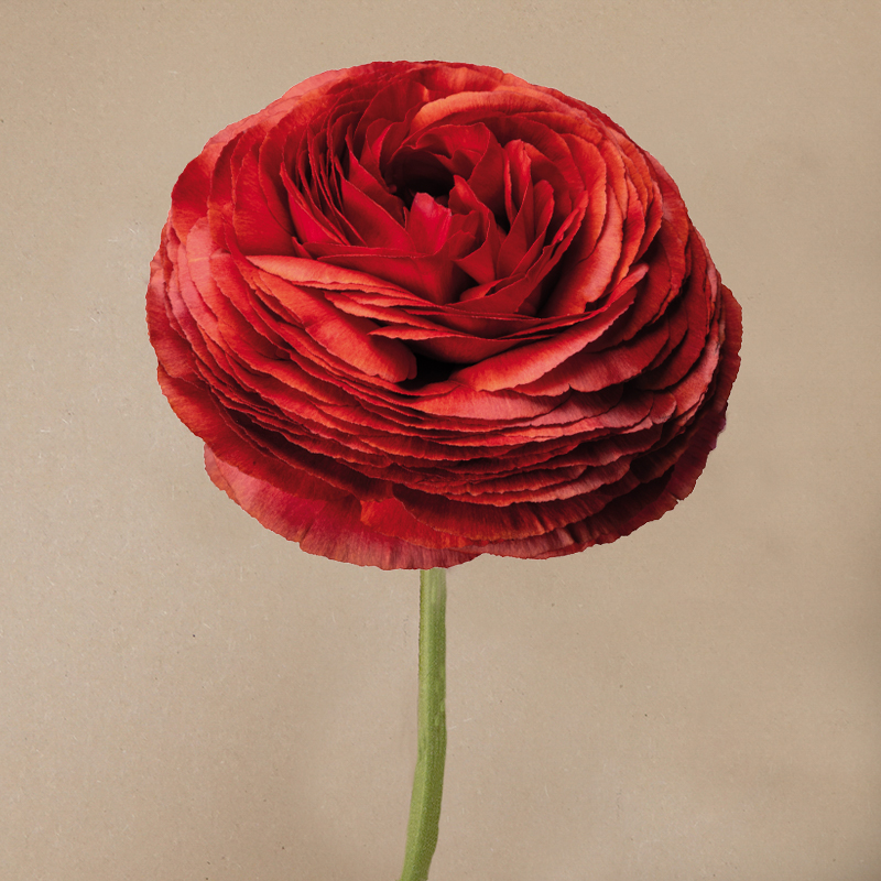 Elegance ciocciolato 469G