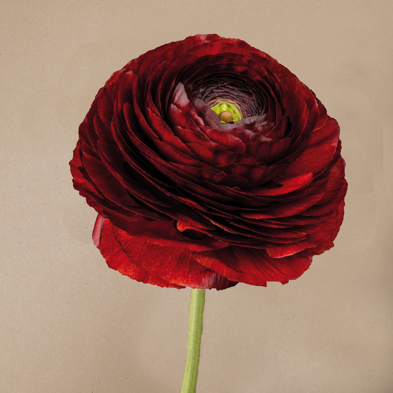 Elegance cioccolato 158IP