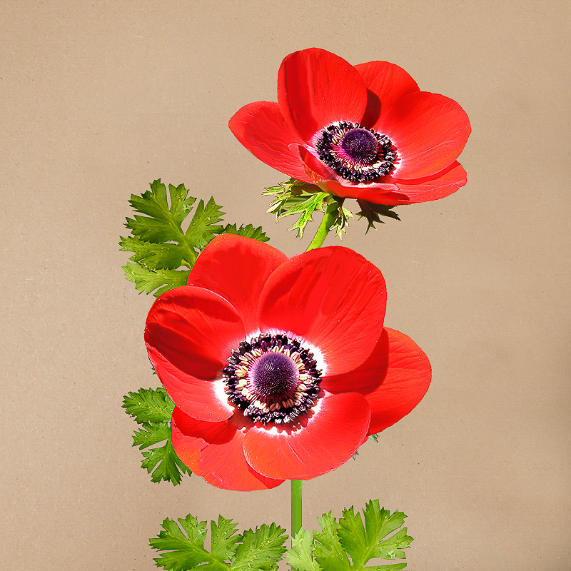 Anemone coronaria 'Hollandia'