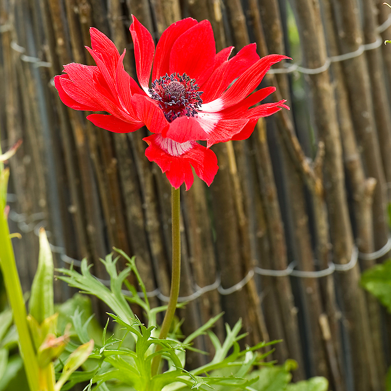 Anemone coronaria ‘Hollandia’