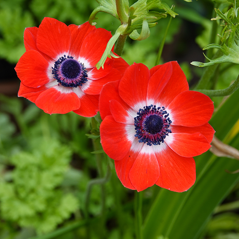 Coronaria Hollandia anemonen
