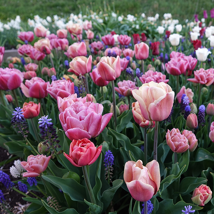Het hele jaar een bloeiende tuin. Dat is vaak de wens, maar kan soms best een uitdaging zijn! Door de soorten goed op elkaar af te stemmen en te combineren kun je lang genieten van alle mooie bloemen. Maar welke soorten zijn nou goed te combineren? En hoe plant je de bollen nou precies in lagen? Dat ga ik je in dit artikel allemaal uitleggen!