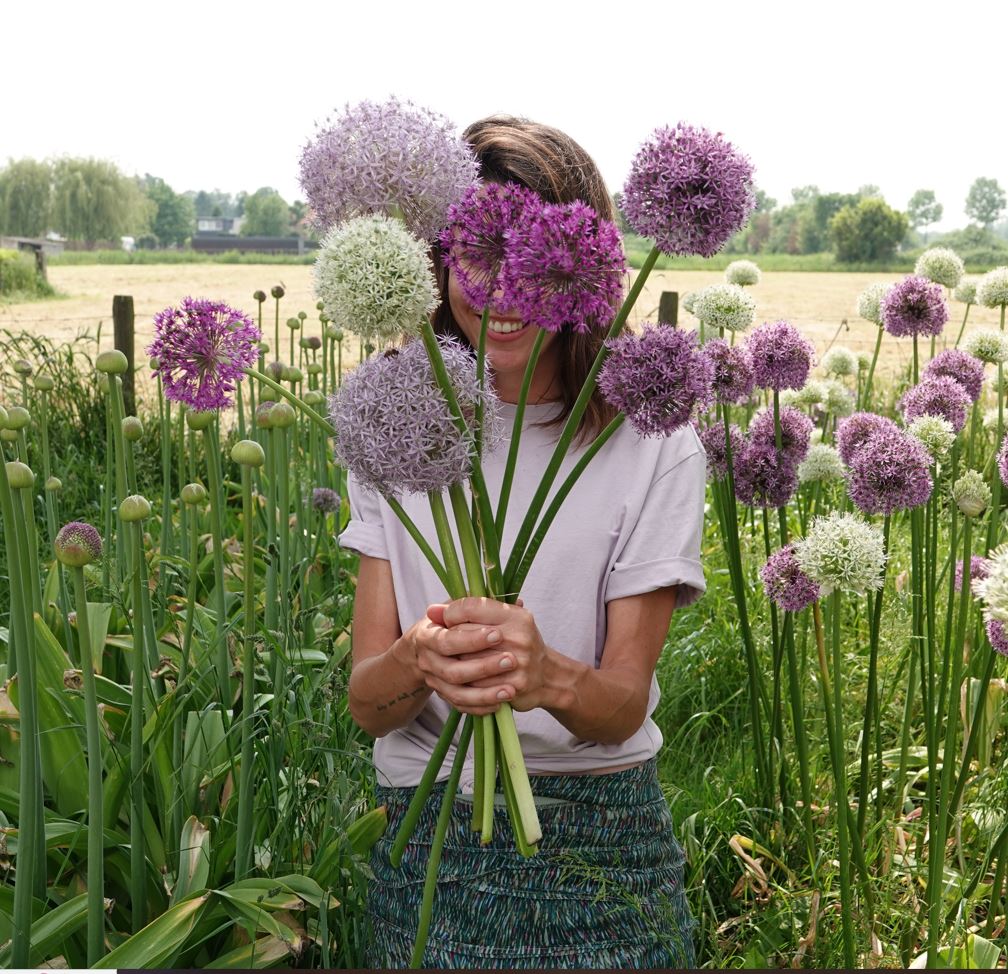 allium soorten