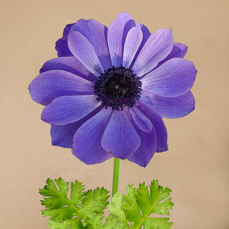 anemoon Coronaria Mr-2-3