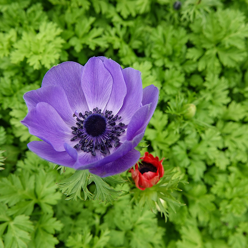 Coronaria Mr anemone