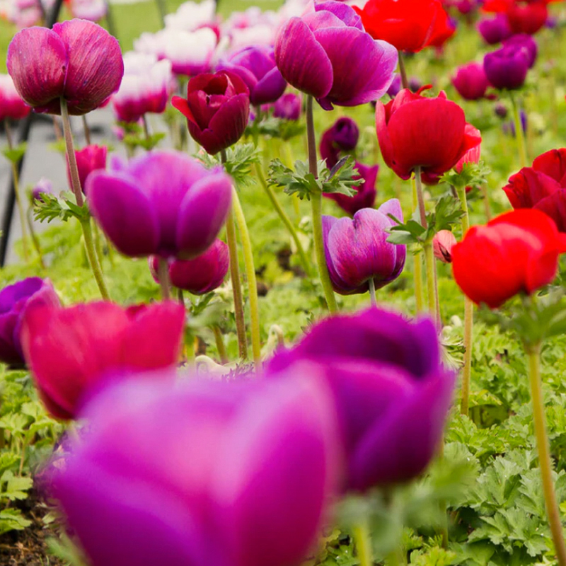 Mistral Grape anemone