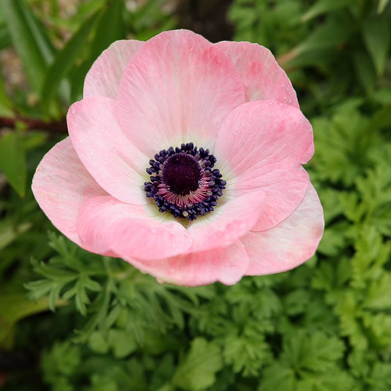 anemone Mistral ROSA CHIARO 2-3