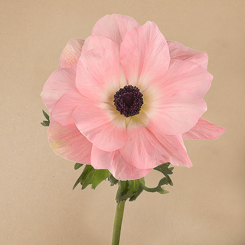 Mistral ROSA CHIARO anemone