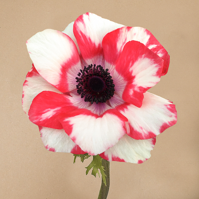Mistral bicolor anemone