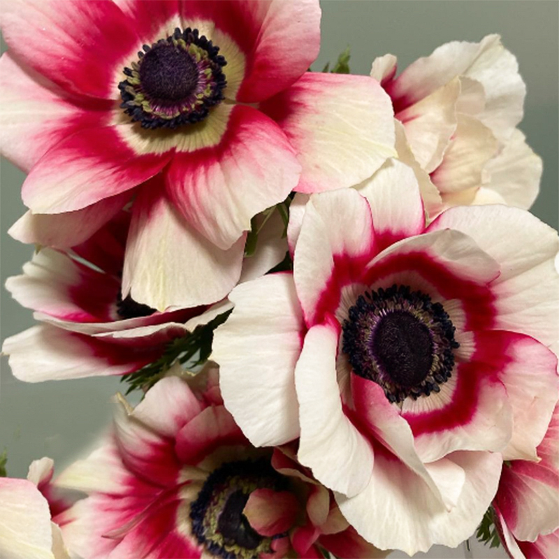 Mistral bicolor anemone