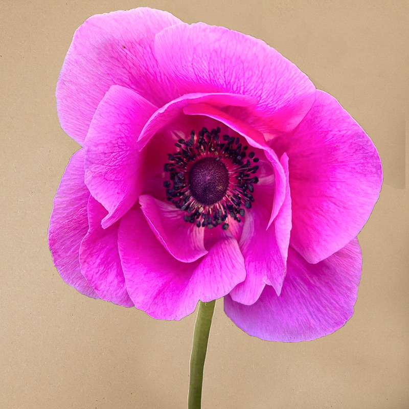 Mistral fucsia anemone