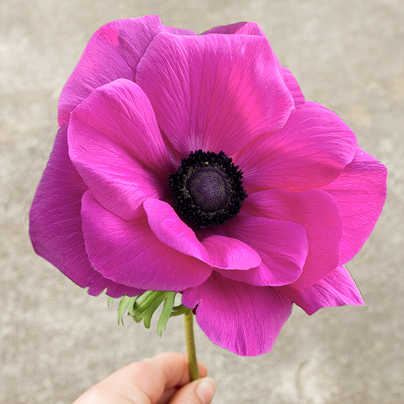 Mistral fucsia anemone