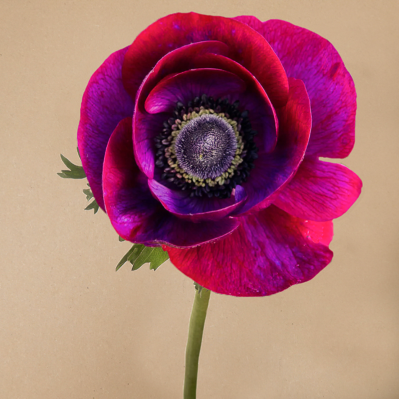 Mistral grape anemone