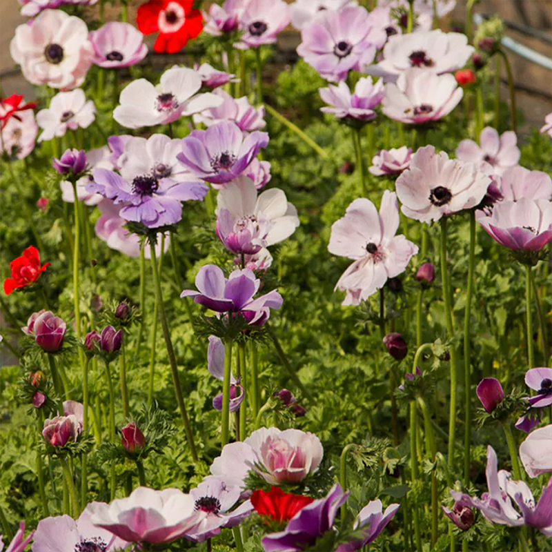 Mistral rarity anemone