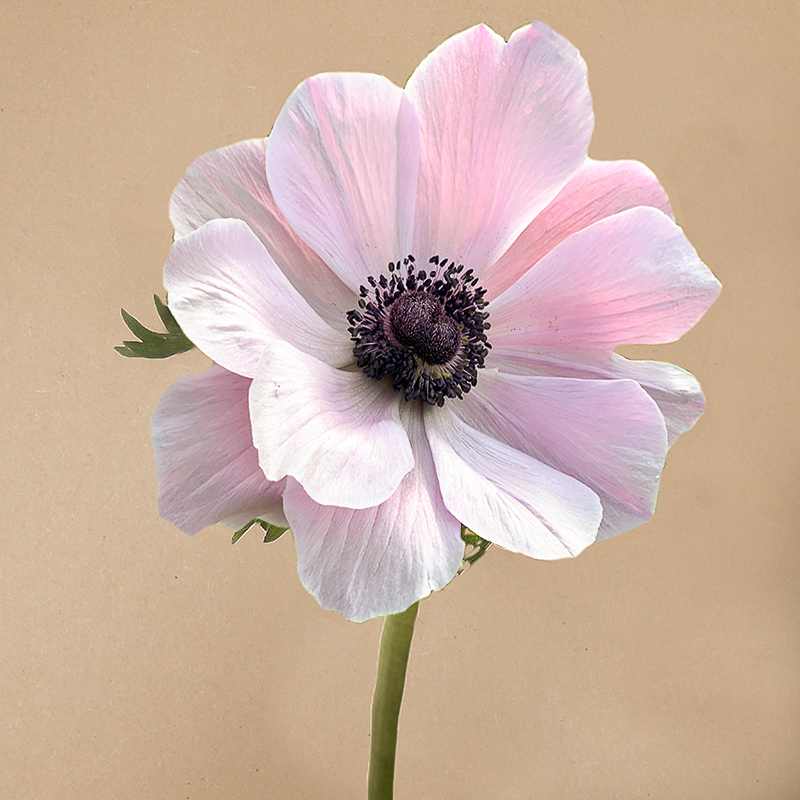 Mistral rarity anemone