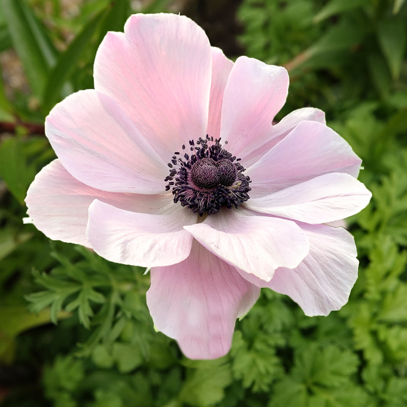 Mistral rarity anemone