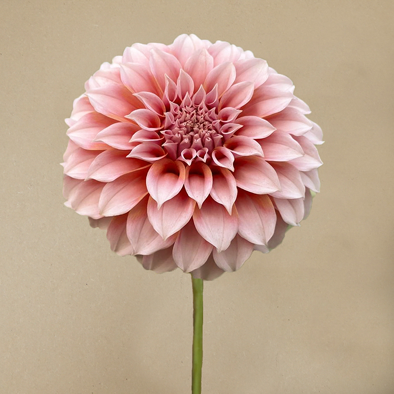 Peaches n cream dahlia
