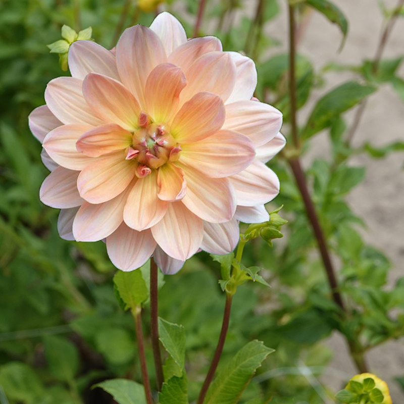 apricot desire dahlien