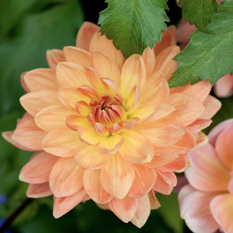 apricot desire dahlie