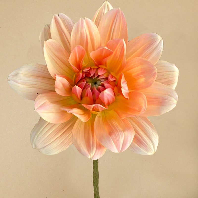 apricot desire dahlia
