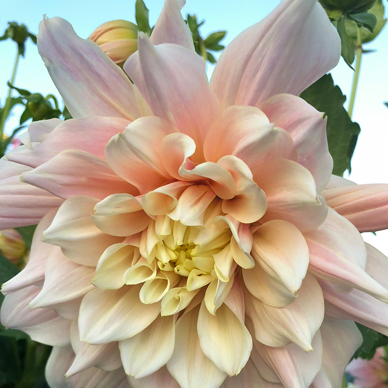 breakout dahlia