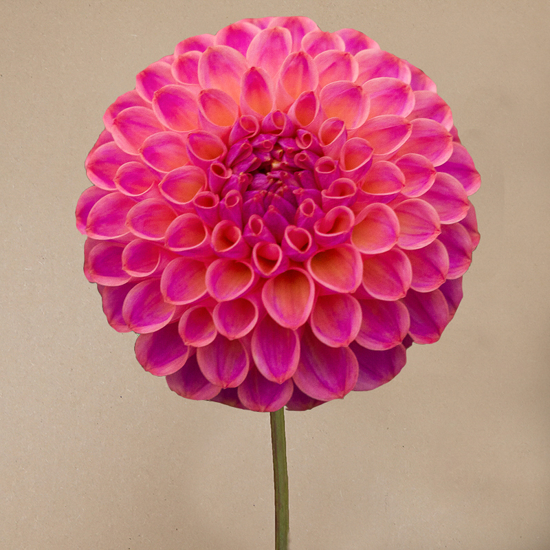 caitlins joy dahlia