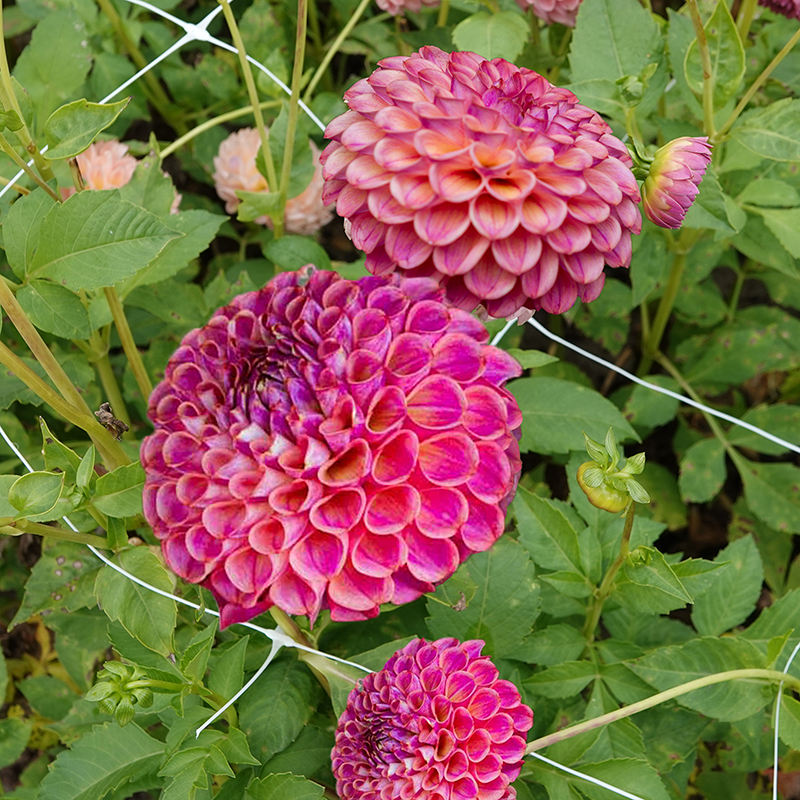 dahlien caitlins joy