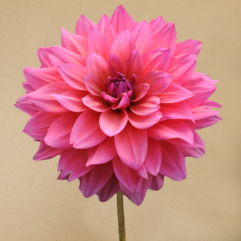 Dahlia Feline Yvonne