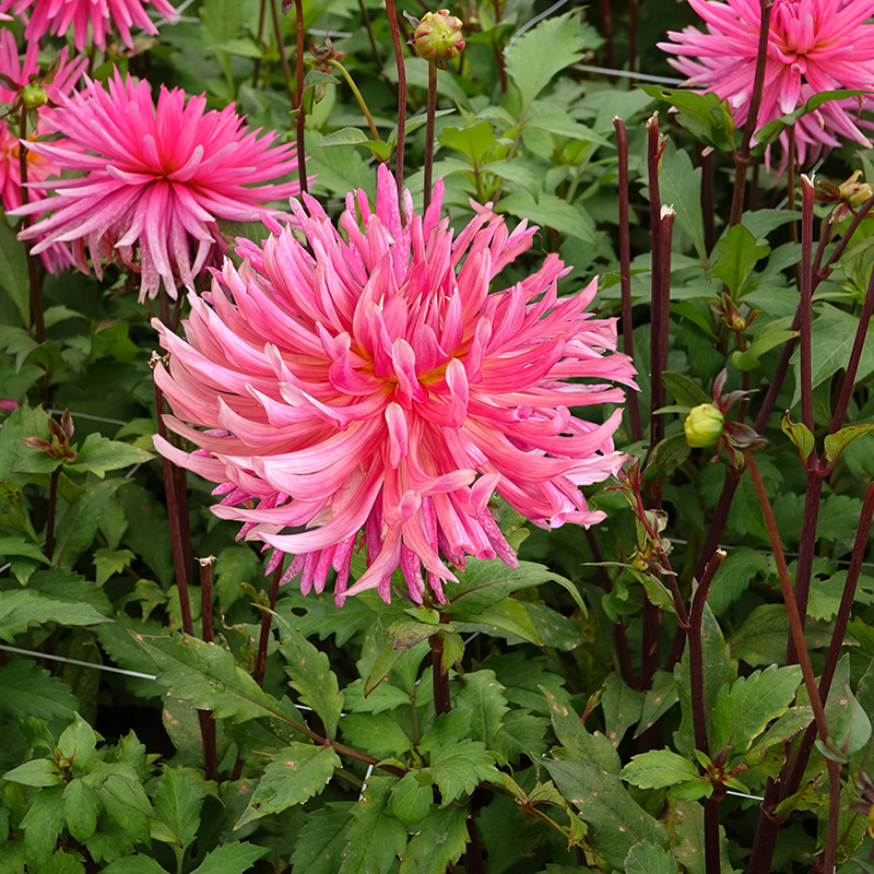 Dahlie ‘Hollyhill Cotton Candy’