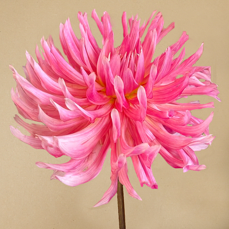 dahlia 'Hollyhill Cotton Candy'
