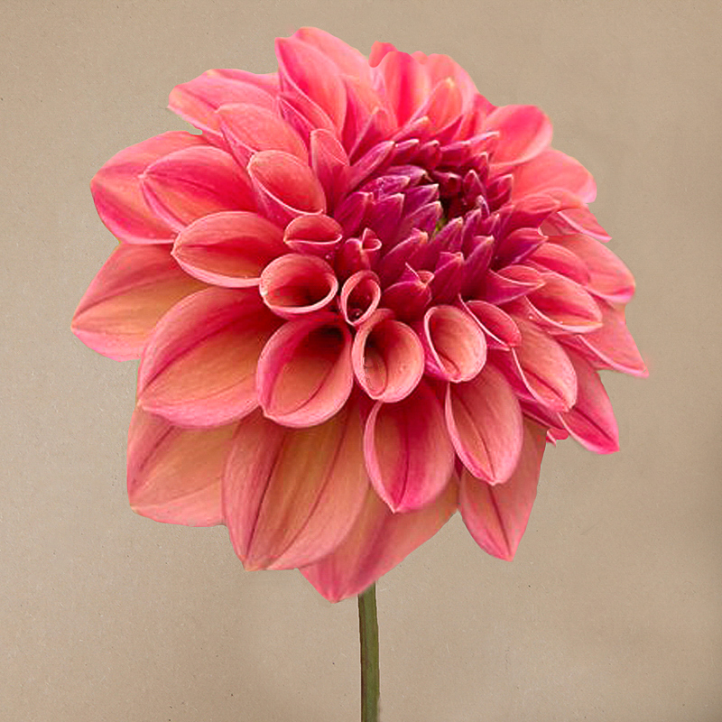 dahlia ice tea