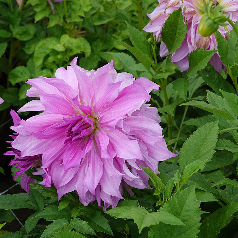 ‘Lavender Ruffles’ dahlia
