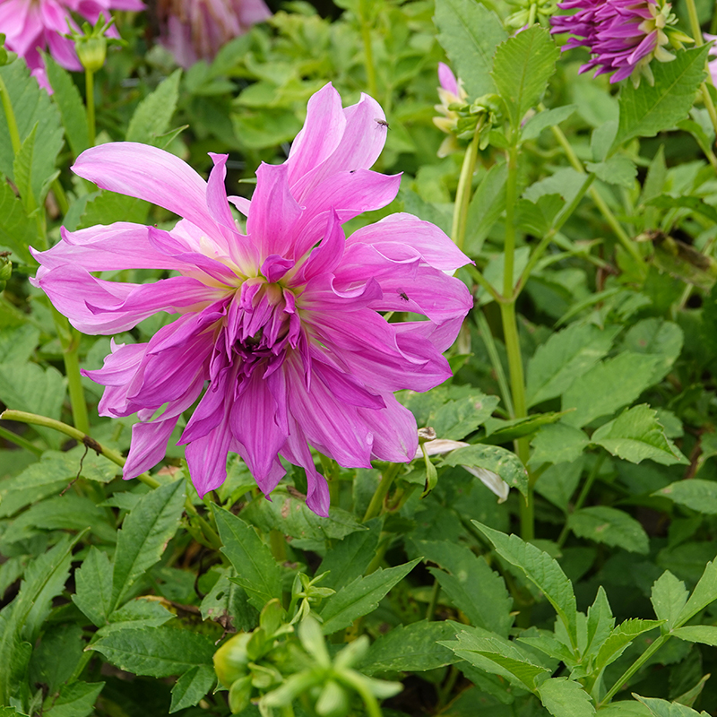 dahlie ‘Lavender Ruffles’