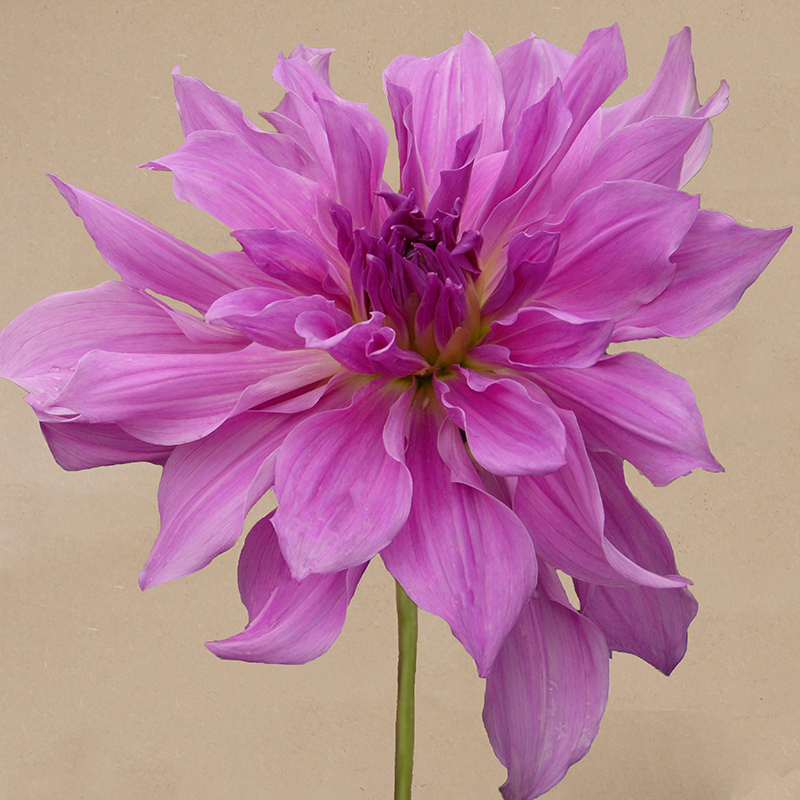 dahlia 'Lavender Ruffles'