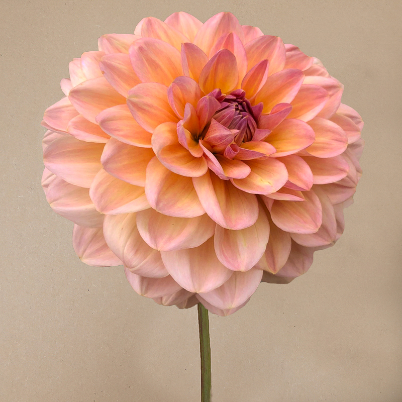 dahlia maya