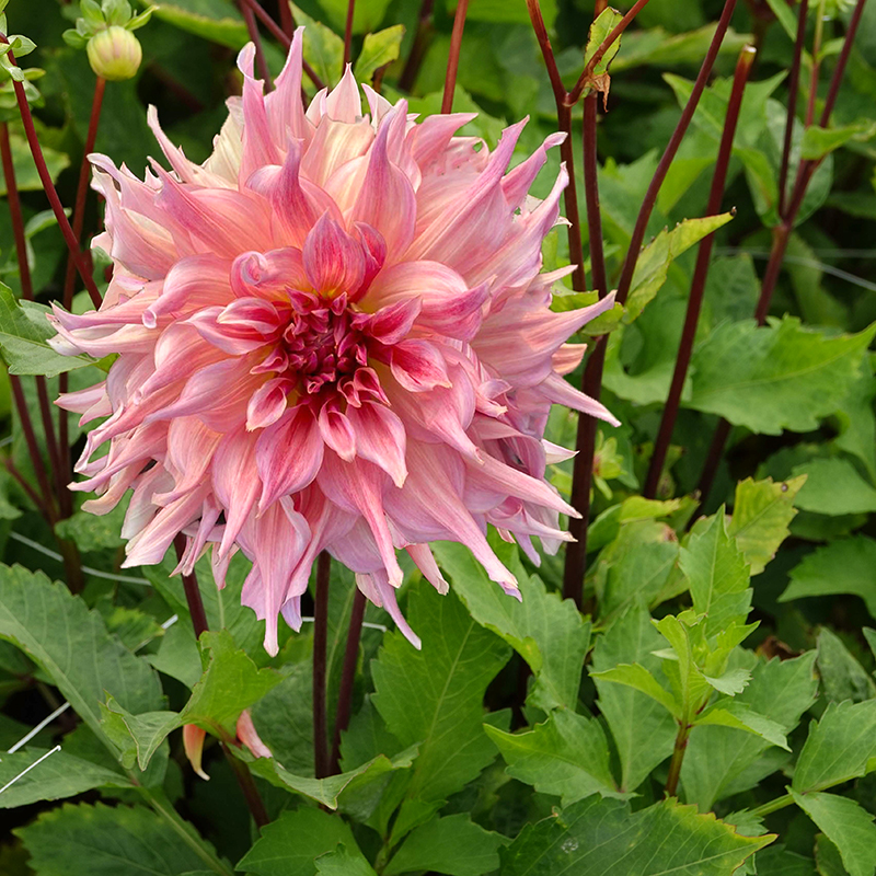 dahlie ‘Penhill Watermelon’