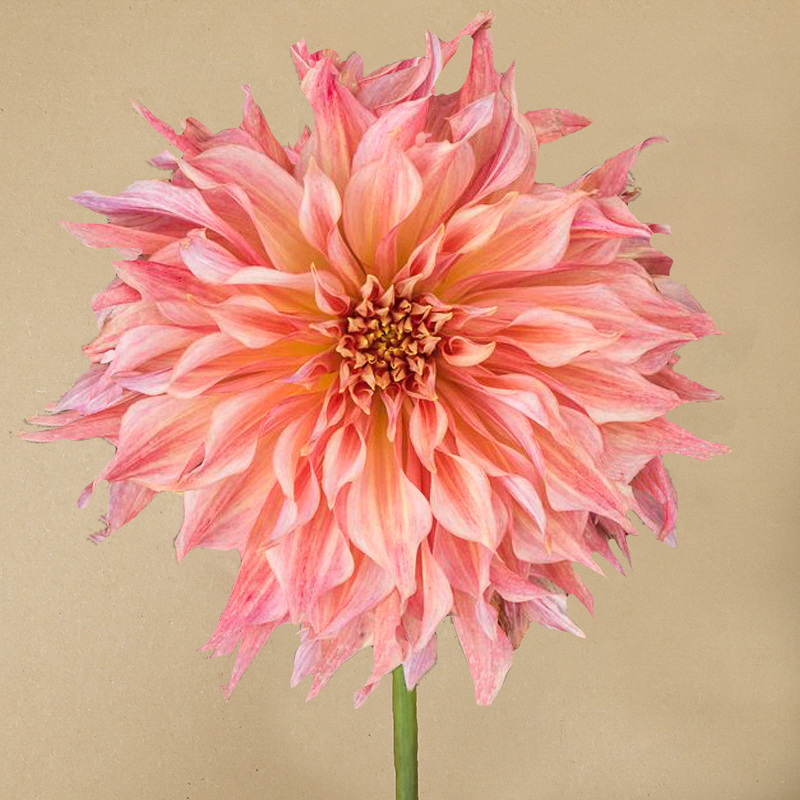 dahlia 'Penhill Watermelon'