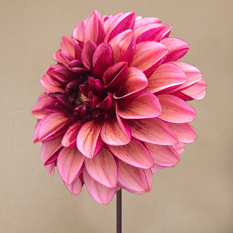 dahlia 'Senior's Hope'
