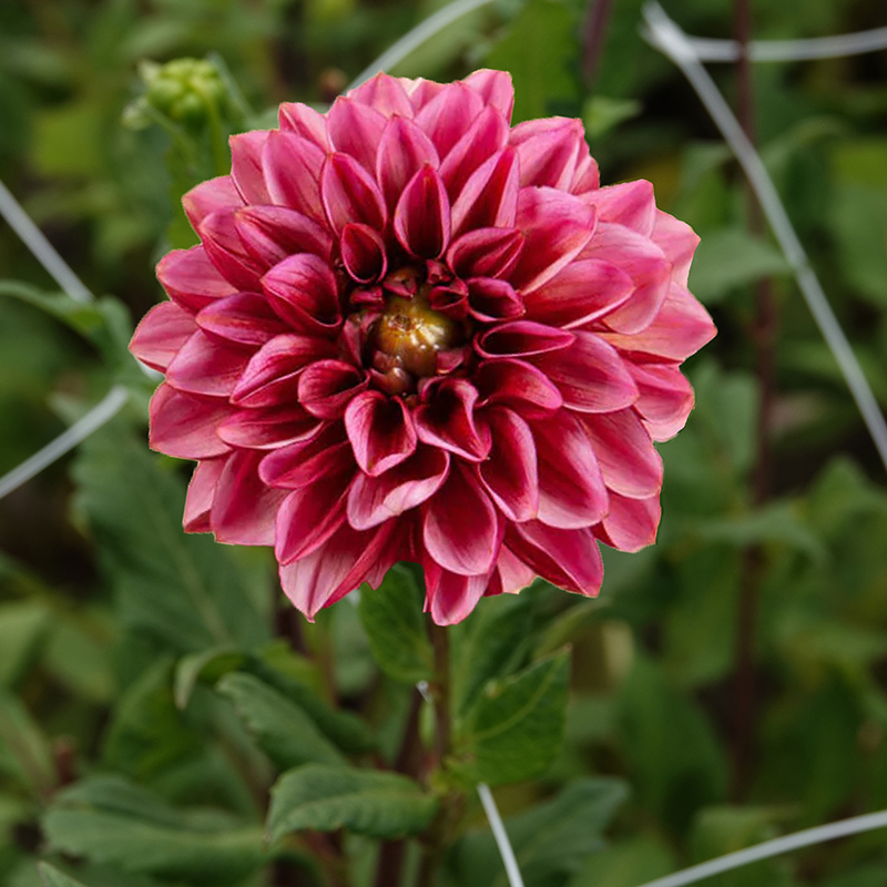 dahlie ‘Senior’s Hope’