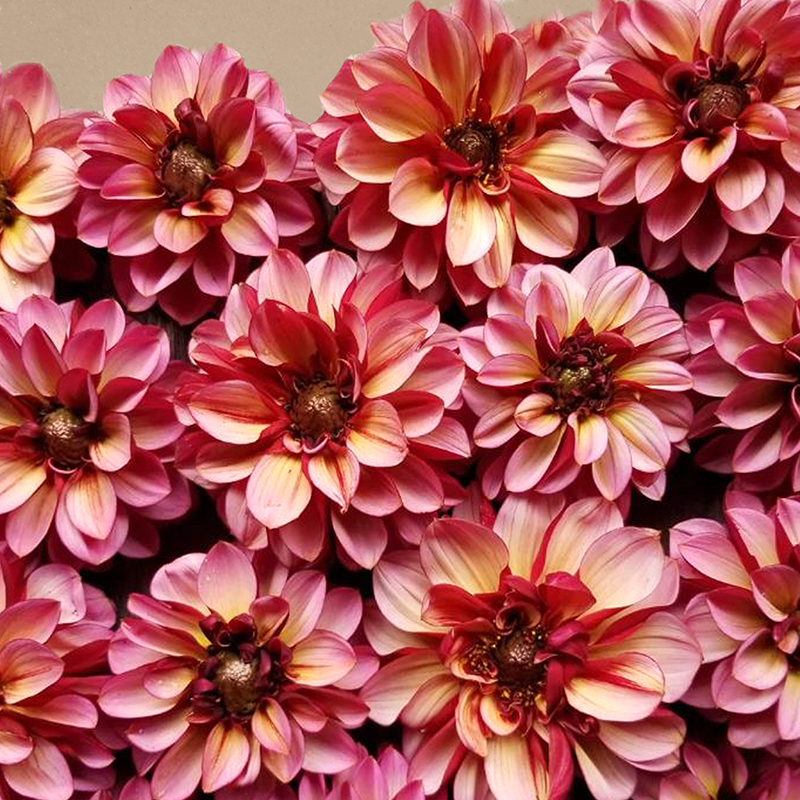 ‘Senior’s Hope’