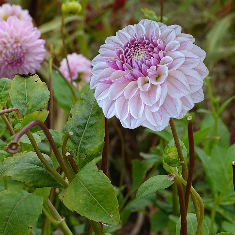 dahlie ‘Silk Pink’