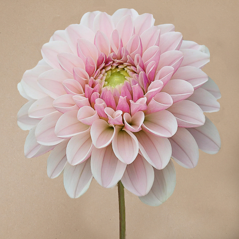 dahlia 'Silk Pink'