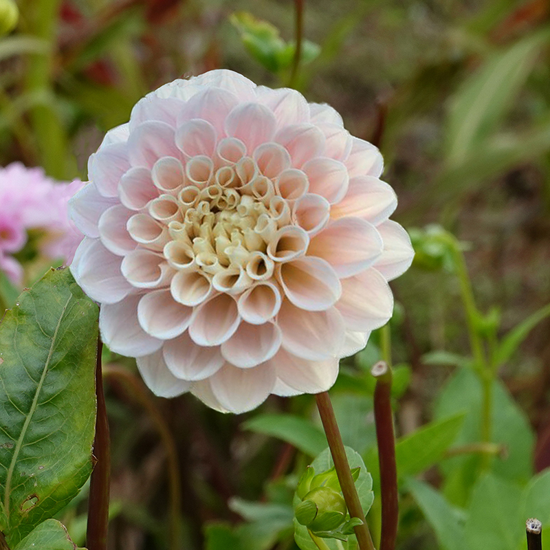 ‘Sweet Nathalie’ dahlia