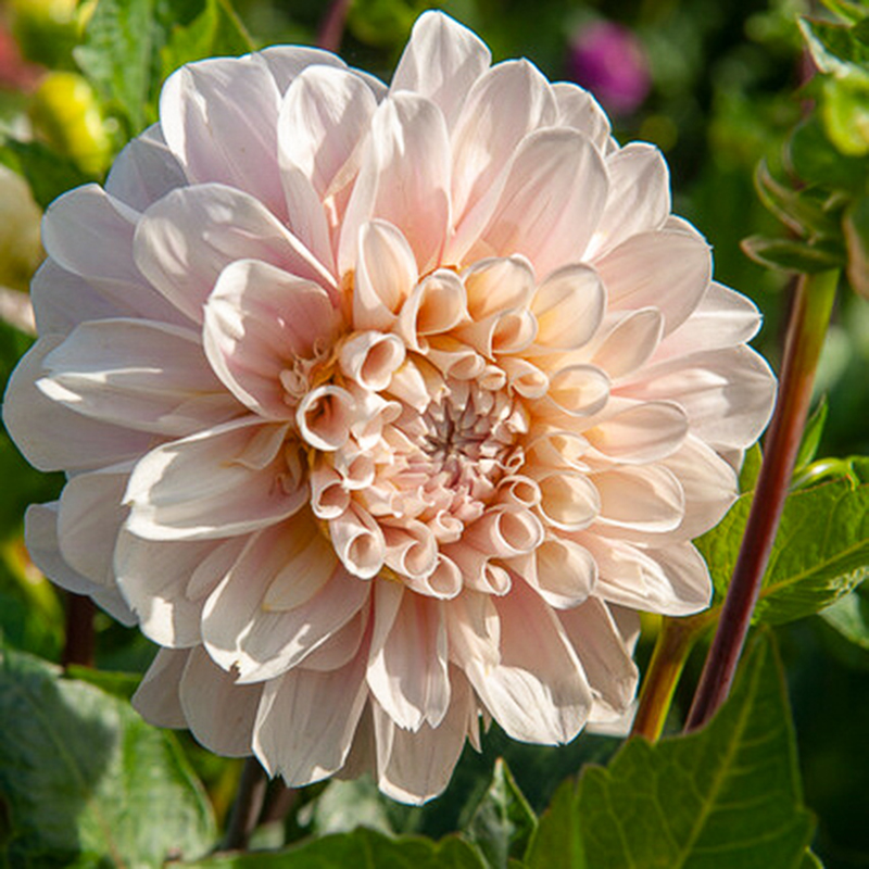 dahlie ‘Sweet Nathalie’
