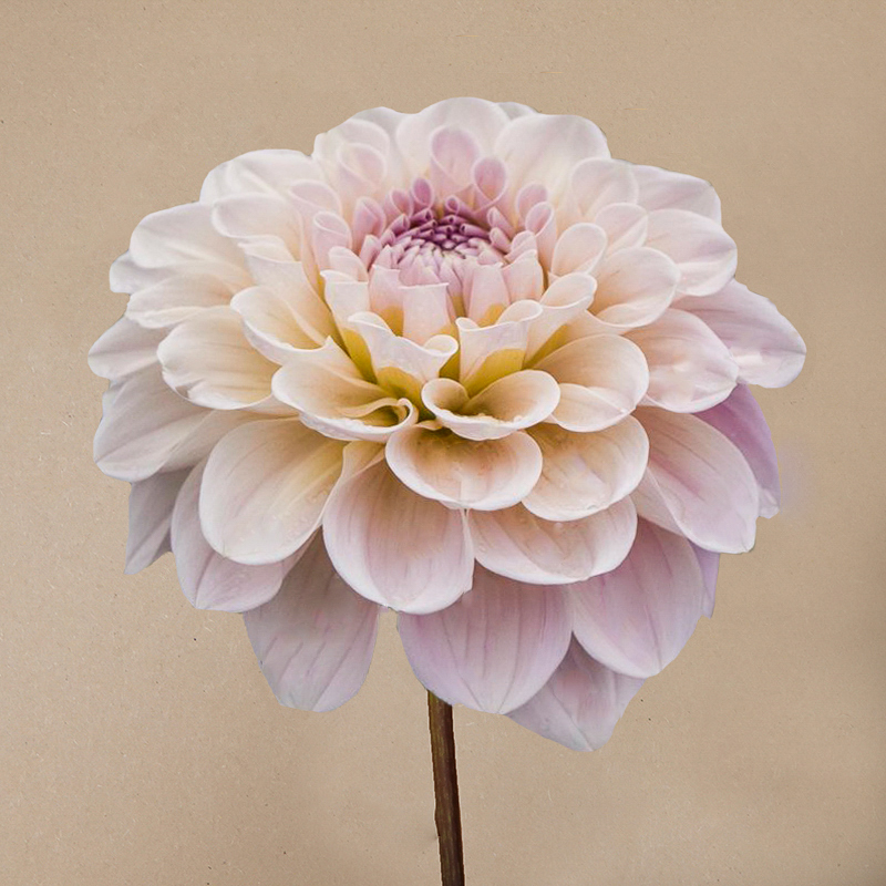 dahlia 'Sweet Nathalie'