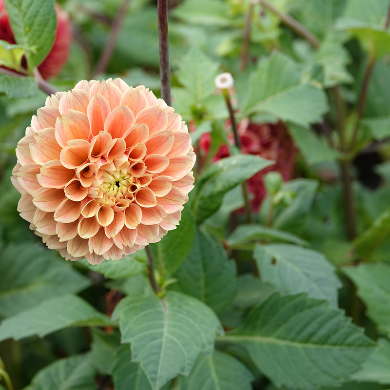 dahlie ‘Sweet Suzanne’