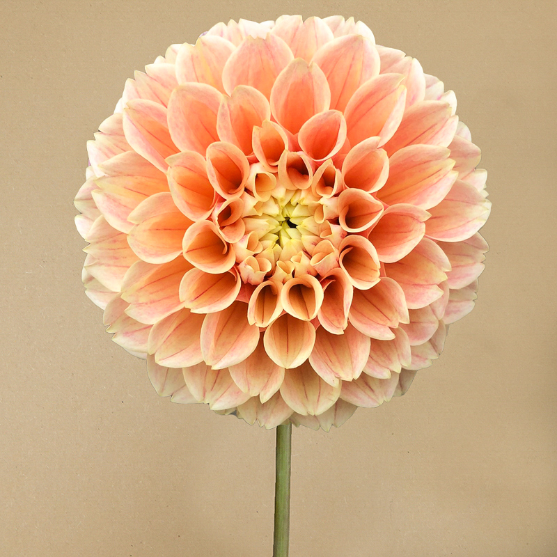 dahlia 'Sweet Suzanne'