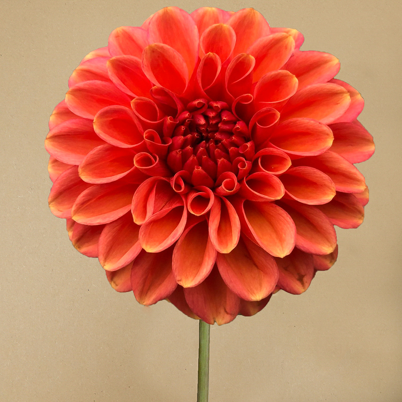dahlia 'Zundert Mystery Fox'