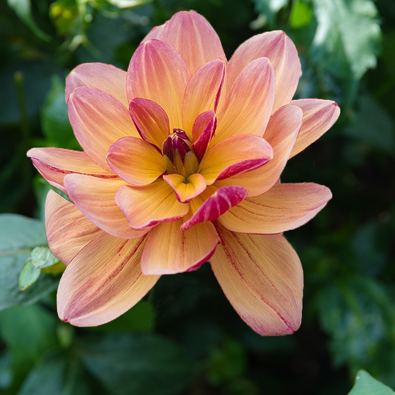 dahlie ‘Happy Butterfly’